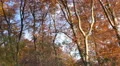 4k Trees with red leafes panning in golden autumn mountain range forest 4k or 4k+ Resolution