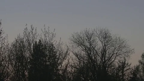 4k trees / treetops during sunset / dusk Stock Footage