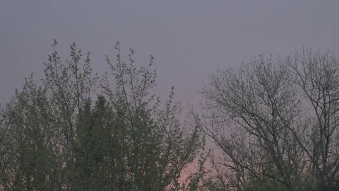 4k trees / treetops during sunset / dusk Video stock 75217018
