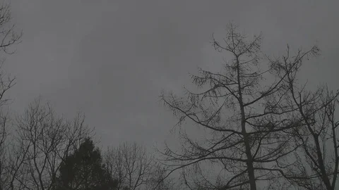 4k trees / treetops moving in a stormy wind in front of dark sky Stock Footage 75133139