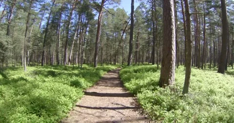 4K - Trip through the forest Video stock 50621676