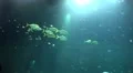 4k Tropic fishes underwater view with light beams 4k or 4k+ Resolution