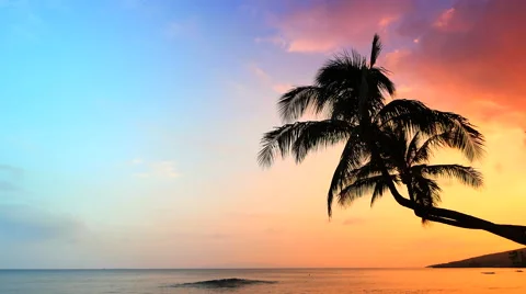 4K Tropical Background, Palm Trees over Tropical Sea Beach, Beautiful Sky Colors Video stock 61957417