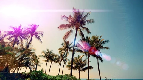 4K Tropical Coconut Palm Tree Sky Sun Lens Flare Silhouette Stock Footage 77950426