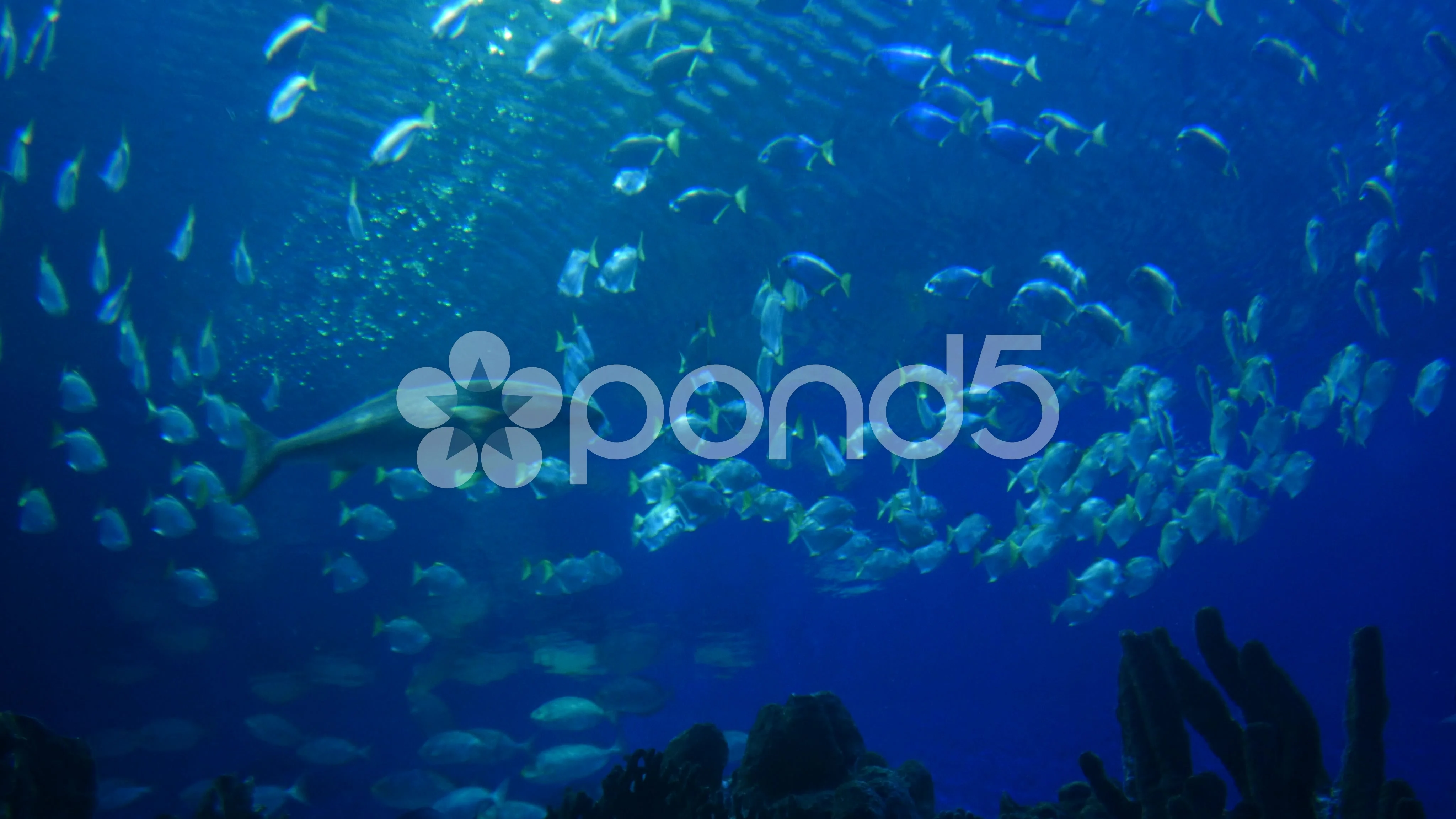 4k tropical exotic fish bank underwater , Stock Video
