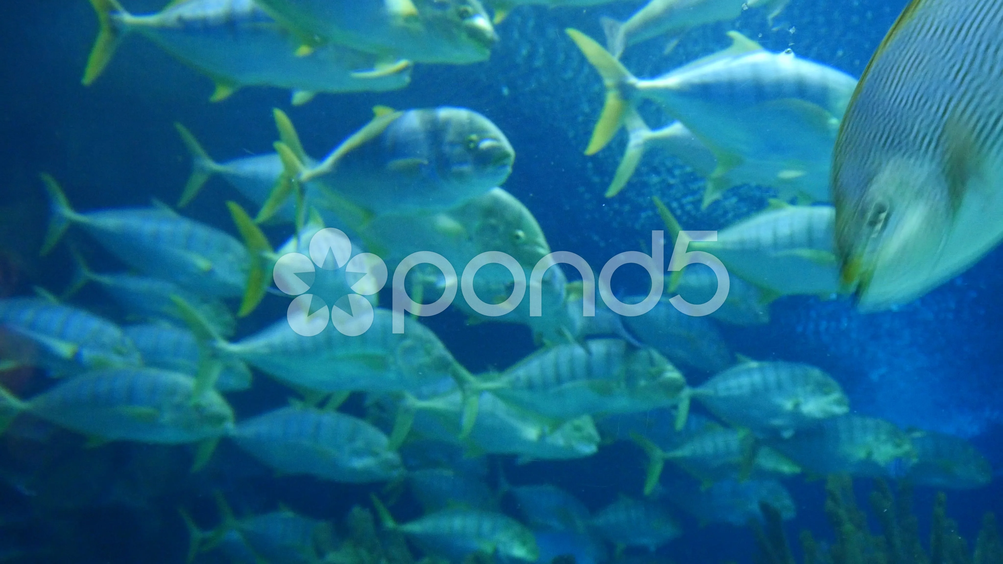 4k tropical exotic fish bank underwater , Stock Video