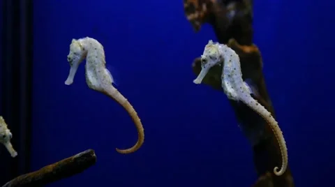 4k tropical exotic sea horses seahorse underwater aquarium clear water Stock Footage