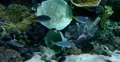 4K Tropical Fish 04 Underwater 4k or 4k+ Resolution
