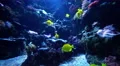 4K Tropical Fishes 01 4k or 4k+ Resolution