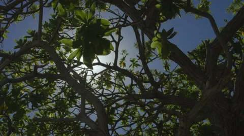 4K Tropical Forest Time Lapse Stock Footage 41693919