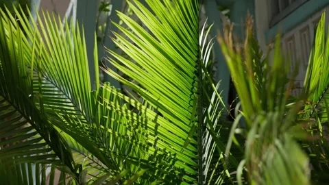 4K Tropical Palm Leaf Close Up Green Frond Texture Natural Sunlight Video stock 334460171