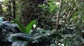 4k Tropical palms and plants in jungle panning 4k or 4k+ Resolution