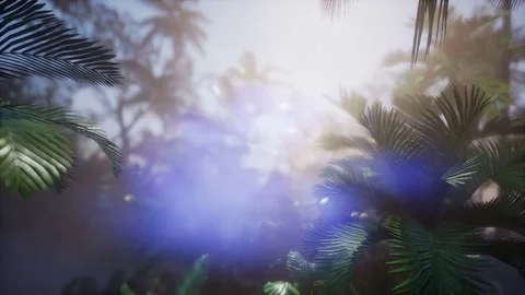 4k Tropical sunset. Palm tree at sunset sky. Silhouette of palm leaves  Video stock 80597125