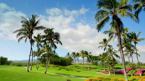 4K Tropical Vacation Golf Course, Palm Trees Green Lawns and Blue Skies Stock Footage 65148787