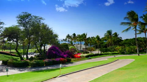 4K Tropical Vacation Golf Course Green, Palm Trees and Blue Sky Backgournd Stock Footage 65409846