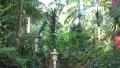 4k Tropical ZEN garden stoney upstairs with china bridge 4k or 4k+ Resolution