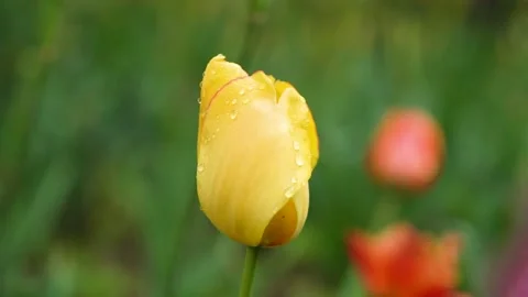 4K Tulips covered with dewdrops swaying in the spring wind Video stock 334601607