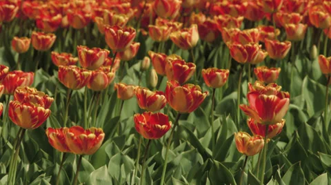 4K Tulips loops Video stock 37662535