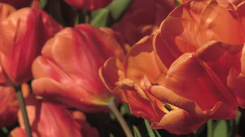 4K Tulips loops Video stock 37662642