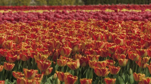 4K Tulips loops Video stock 37662797