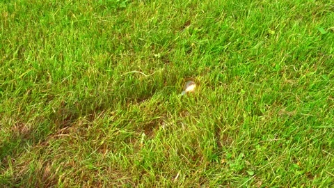 4k turn on the light bulb with a shadow hand on a background of green grass Stock Footage 276367310