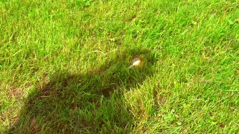 4k turning on a light bulb in the shadow of the head as an idea on a green grass Stock Footage 276369102