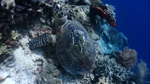 4K turtle close up Stock Footage 90001383