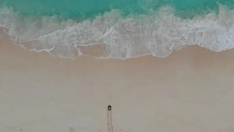 4K Turtle Drone Video stock 133877261