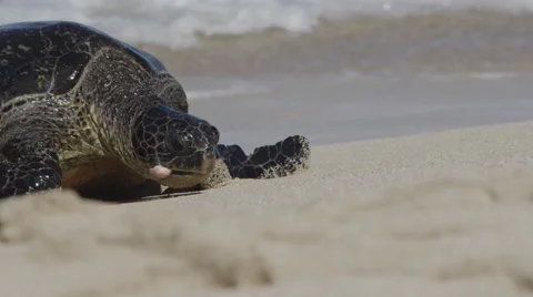 4K: Turtle Moving onto Beach/Shorebreak Slow Motion Stock Footage 65499592