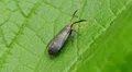 4K Twirler Moth (Dichomeris nonstrigella) 1 4k or 4k+ Resolution