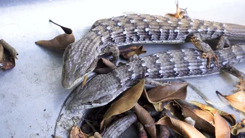 4K two Alligator lizards running together Vidéo 110361959