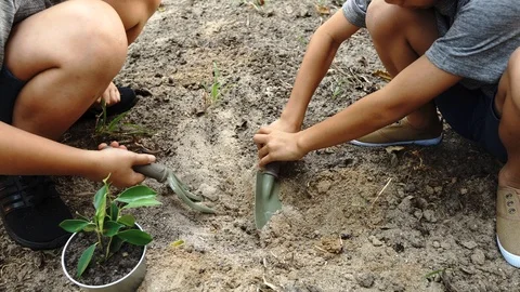 4k Two boy help to prepare a hole to plant a young seedling. Stock Footage 87284377