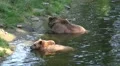 4k Two Brown Bears bathing in water at grassland hill 4k or 4k+ Resolution
