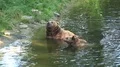 4k Two Brown Bears refreshing and scratching in water 4k or 4k+ Resolution