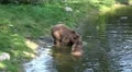4k Two Brown Bears relaxing in water at grassland hill 4k or 4k+ Resolution