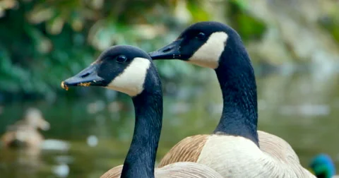 4K Two Canada Geese, Medium Shot, Pond in Background Stock Footage 57676694