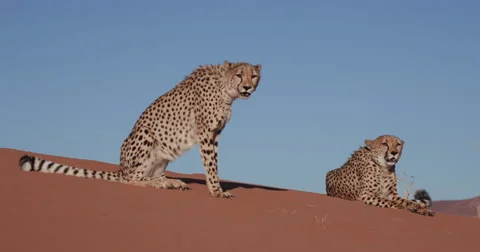 4K Two Cheetah sitting and lying on the red sand dunes of the Namib desert Stock Footage 64694436