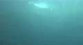 4k Two Common Seals closeup diving in rocky compound 4k or 4k+ Resolution