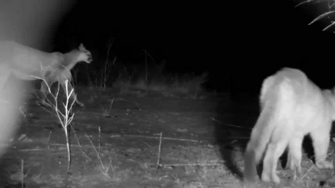 4K of two Cougars lit by IR light at night in the San Gabriel Mountains Stock Footage 172810086