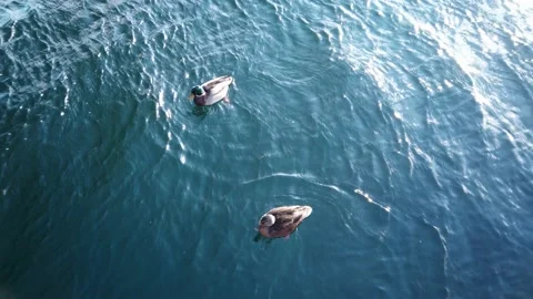 4K, two ducks floating and swimming in clean blue ocean water, top view Stockbeeldmateriaal 147185317
