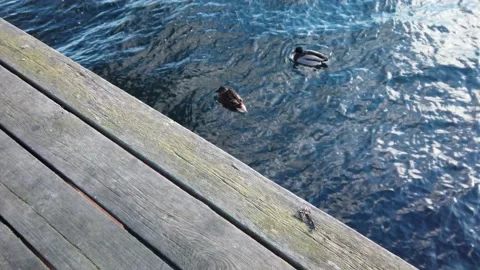 4K, two ducks floating, swimming in clean blue ocean water. wooden pier in frame Stockbeeldmateriaal 147093815