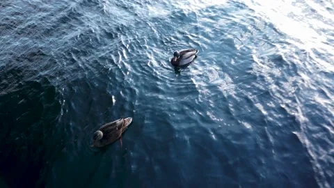 4K, two ducks floating, swimming in ocean with light reflections, top view Stockbeeldmateriaal 147184621
