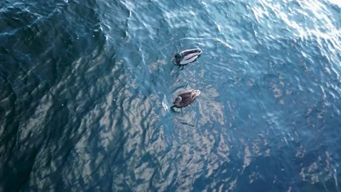 4K, two ducks floating, swimming close together in clean blue ocean, top view Stockbeeldmateriaal 147185159