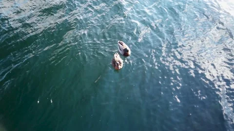 4K, two ducks floating, swimming close together in blue ocean, top view Stockbeeldmateriaal 147186027