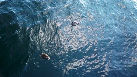 4K, two ducks floating, swimming in clean blue ocean, top view Stockbeeldmateriaal 147186192