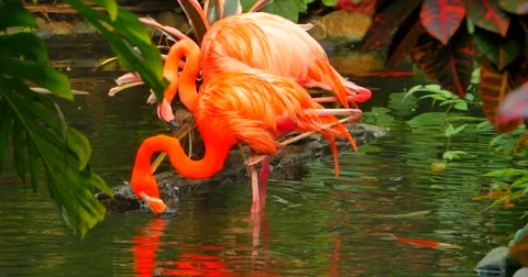 4K Two Flamingo Birds in Tropical Jungle Stream Stock Footage