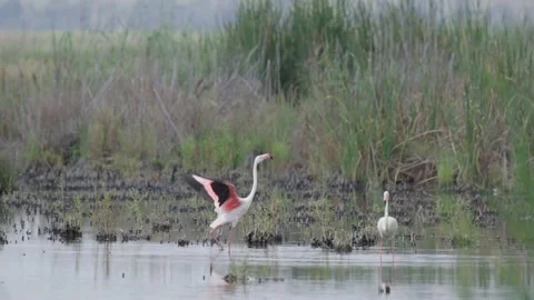4K - Two flamingos in a lake flapping wings on a sunny afternoon Stock Footage