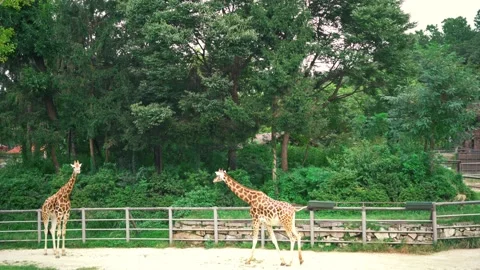 4k Two giraffes Stock Footage 139400663