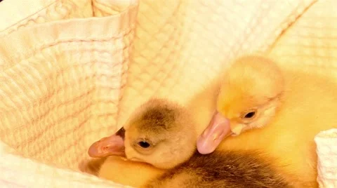 4k two little goslings in box with towel washing Stock Footage 50056856