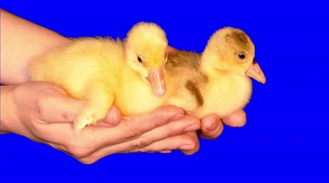 4k two little goslings sitting in hands Stock Footage 50054907